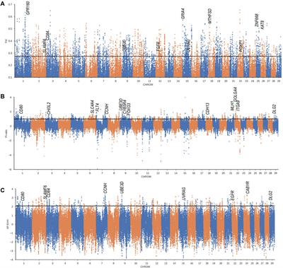 Genomic Diversity and Selection Signatures for Weining Cattle on the Border of Yunnan-Guizhou